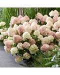 Hydrangea paniculata Лівінг Літл Лав у саду